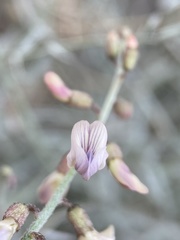 Astragalus solitarius