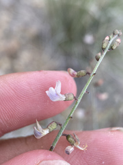 Astragalus solitarius