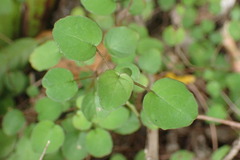 Fuchsia procumbens