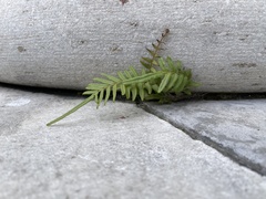 Pteris vittata