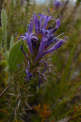 Merciera azurea
