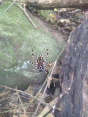 Alpaida alticeps