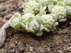 Psilocarphus tenellus