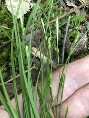 Carex planispicata