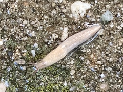 Deroceras