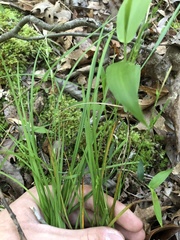 Carex planispicata