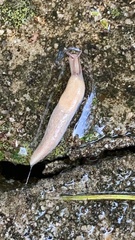 Deroceras
