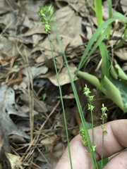 Carex retroflexa