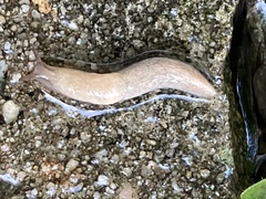 Deroceras