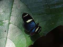 Heliconius sara magdalena