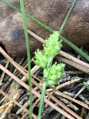 Carex hirsutella