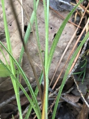 Carex hirsutella