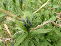 Amsonia elliptica