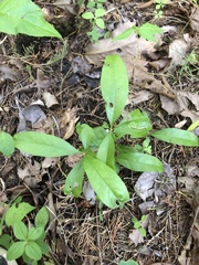 Sideroxylon lycioides