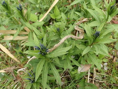 Amsonia elliptica