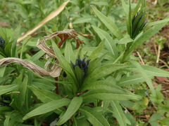 Amsonia elliptica