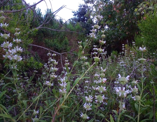 iNaturalist observation photo of black sage