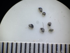 Pyrgulopsis