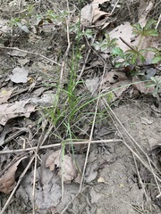 Carex normalis