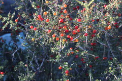 Condalia microphylla