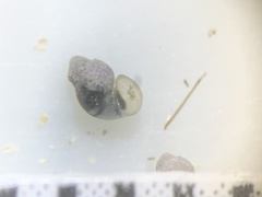 Pyrgulopsis