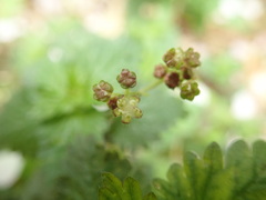 Nanocnide japonica