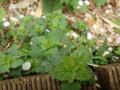 Nanocnide japonica