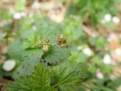 Nanocnide japonica