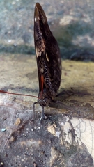 Lepidoptera
