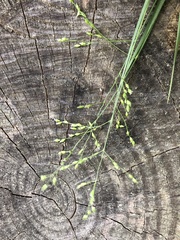 Dichanthelium angustifolium