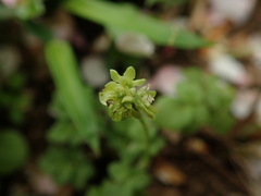 Adoxa moschatellina
