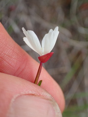 Clarkia epilobioides