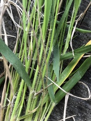 Dichanthelium angustifolium