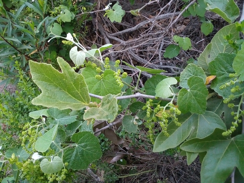 iNaturalist observation photo of grapevines
