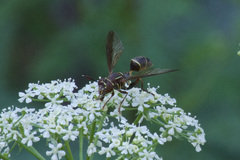 Polybiomyia schnablei