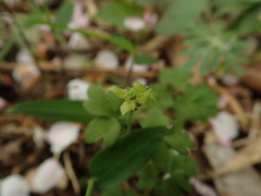Adoxa moschatellina