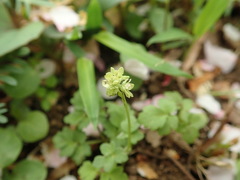Adoxa moschatellina