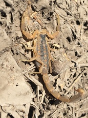 Centruroides vittatus