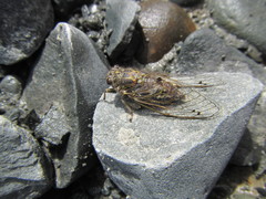 Amphipsalta strepitans