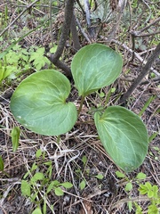 Trillium petiolatum