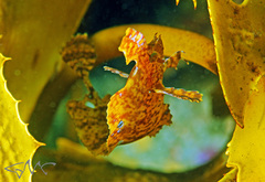 Cristiceps aurantiacus