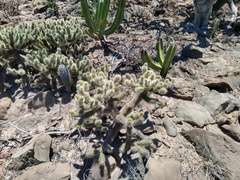 Cylindropuntia bigelovii ciribe