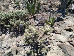 Cylindropuntia bigelovii ciribe
