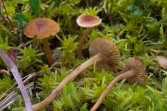 Inocybe nematoloma