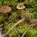 Inocybe nematoloma - Photo (c) corndog,  זכויות יוצרים חלקיות (CC BY-NC), הועלה על ידי corndog