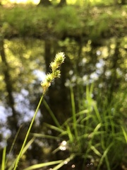 Carex albolutescens