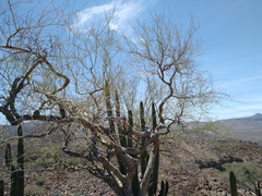 Parkinsonia praecox