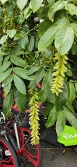 Pterocarya stenoptera
