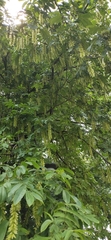 Pterocarya stenoptera