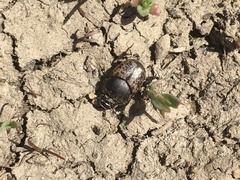 Onthophagus nuchicornis